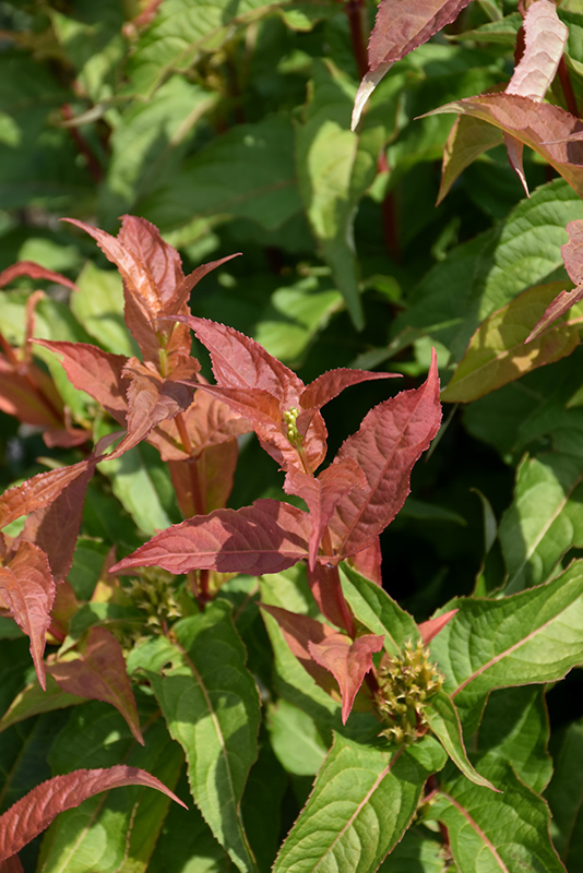 Kodiak® Orange Diervilla foliage