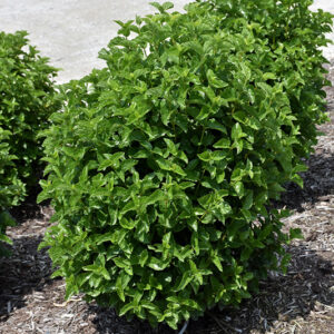 All That Glows&reg; Viburnum