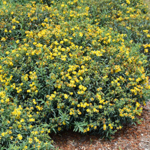 Blues Festival&reg; St. John's Wort in bloom
