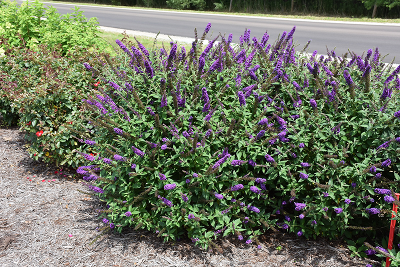 Miss Violet Butterfly Bush in bloom