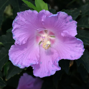Pollypetite® Rose Of Sharon flowers