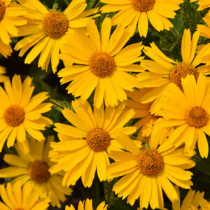 Sunstruck False Sunflower flowers