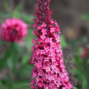 Monarch&reg; Prince Charming Butterfly Bush flowers