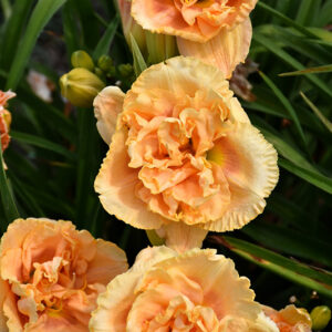 Rainbow Rhythm® Siloam Peony Display Daylily flowers