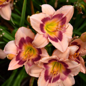 Wineberry Candy Daylily flowers