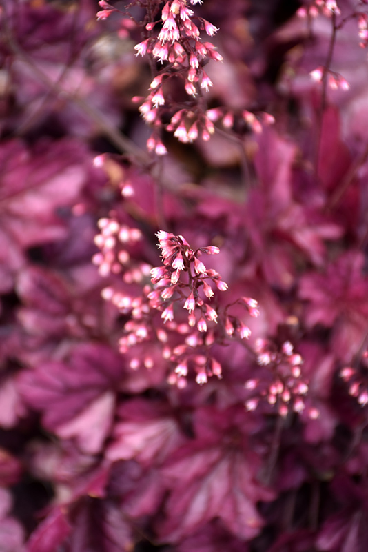 Wild Rose Coral Bells flowers