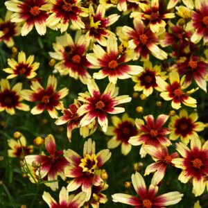 Satin & Lace&trade; Red Chiffon Tickseed flowers