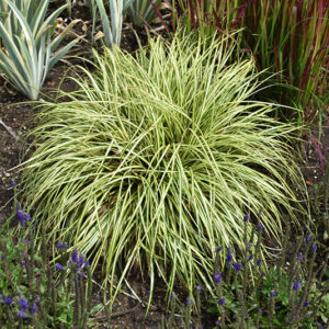 Evergold Variegated Japanese Sedge foliage
