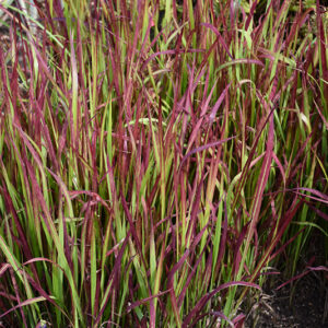 Red Baron Japanese Blood Grass foliage