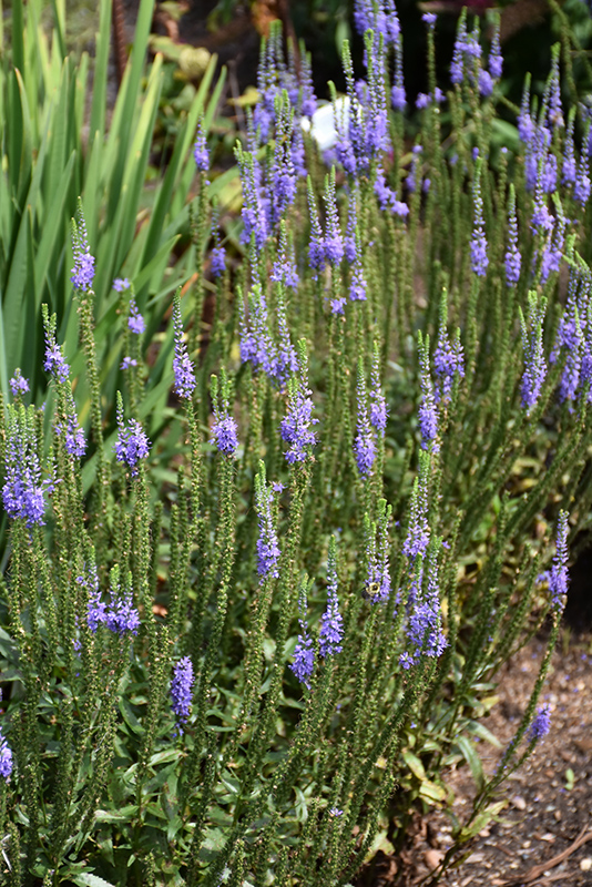 Blue Skywalker Speedwell flowers