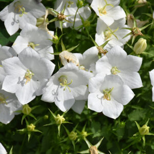 White Clips Bellflower flowers