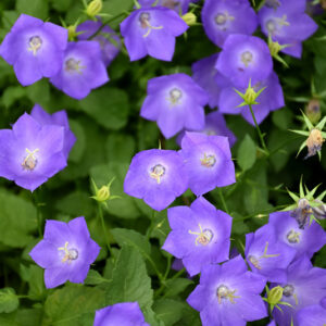Blue Clips Bellflower flowers