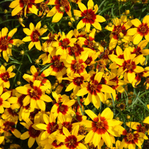 Sizzle And Spice® Curry Up Tickseed flowers