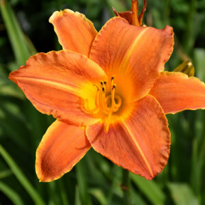 Bright Sunset Daylily flowers