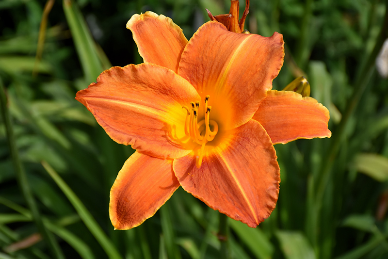 Bright Sunset Daylily flowers