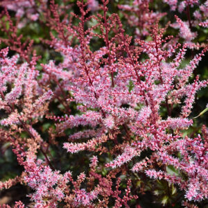 Delft Lace Astilbe flowers
