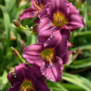 Little Grapette Daylily flowers