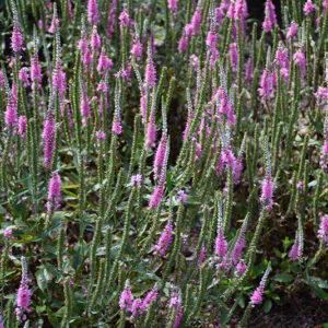 Perfectly Picasso Speedwell in bloom