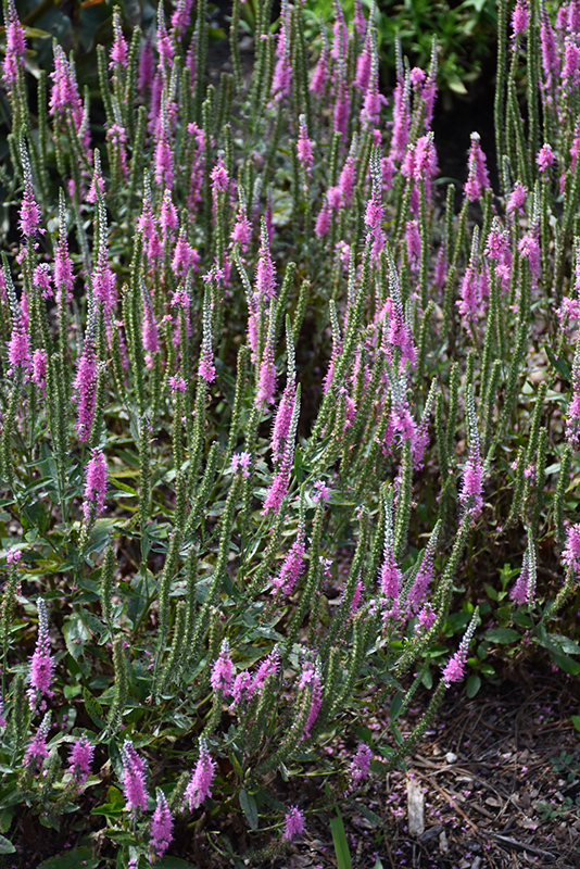 Perfectly Picasso Speedwell in bloom