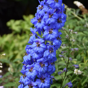 Million Dollar Blue Larkspur flowers