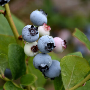 Spartan Blueberry fruit