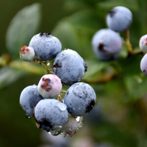 Polaris Blueberry fruit