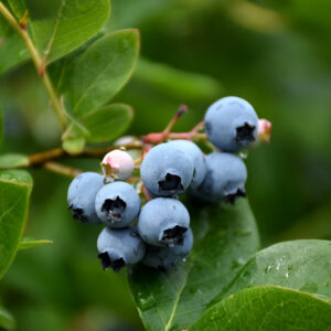 Northcountry Blueberry fruit