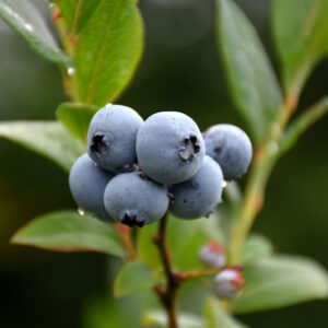 Northsky Blueberry fruit