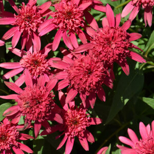Double Scoop&trade; Raspberry Coneflower flowers