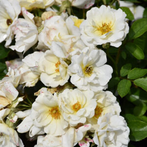 White Drift&reg; Rose flowers
