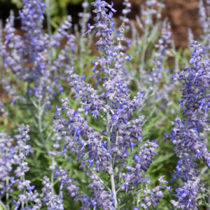 Lacey Blue Russian Sage flowers