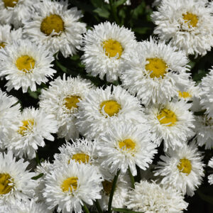 Laspider Shasta Daisy flowers