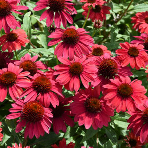 Sombrero&reg; Baja Burgundy Coneflower flowers