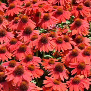 Sombrero&reg; Salsa Red Coneflower flowers
