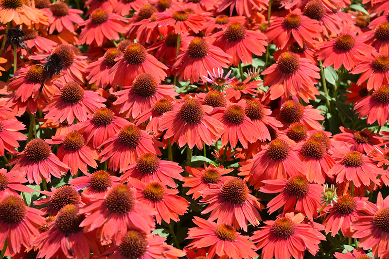 Sombrero® Salsa Red Coneflower flowers