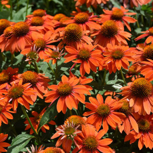Sombrero&reg; Adobe Orange Coneflower flowers