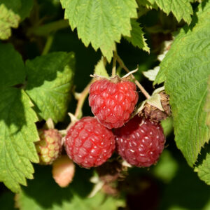 Killarney Raspberry fruit