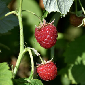 Meeker Raspberry fruit