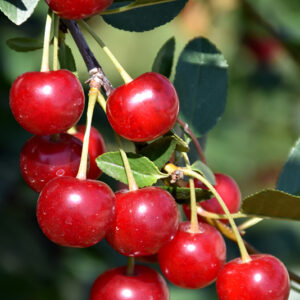 Meteor Cherry fruit