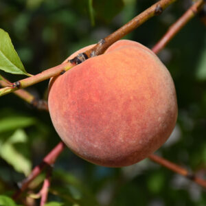 Redhaven Peach fruit