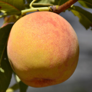 Reliance Peach fruit