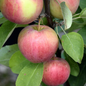 Dexter Jackson Dwarf Apple fruit