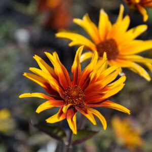 Burning Hearts False Sunflower flowers