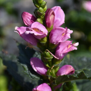 Tiny Tortuga Turtlehead flowers