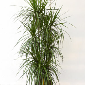 Red-edge Dracaena