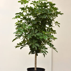Dwarf Umbrella Tree