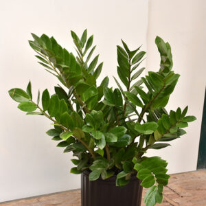 ZZ Plant