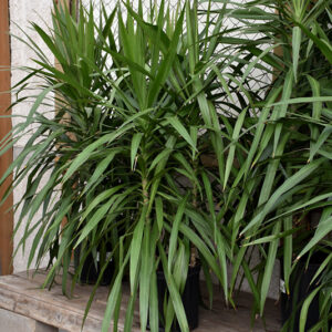Tarzan Dracaena