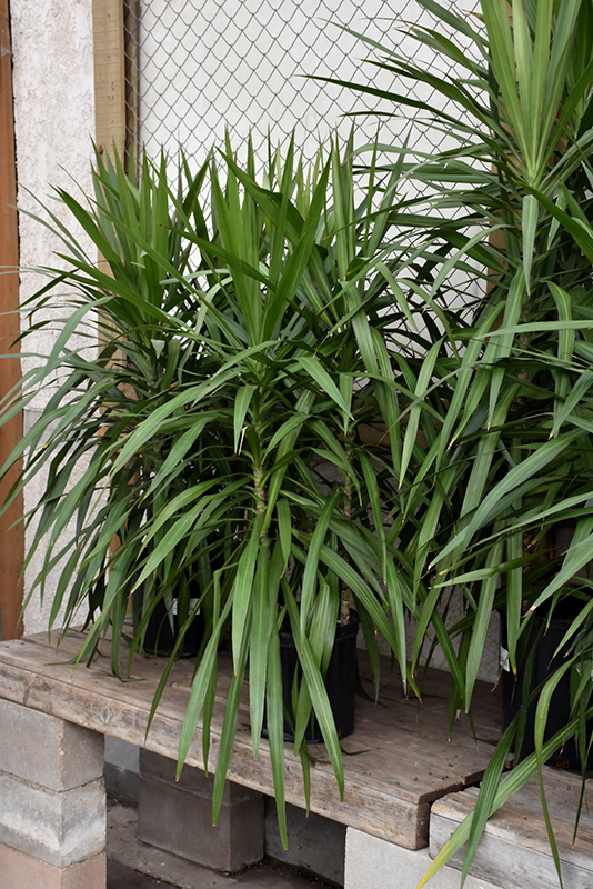 Tarzan Dracaena