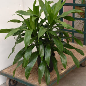 Janet Craig Dracaena